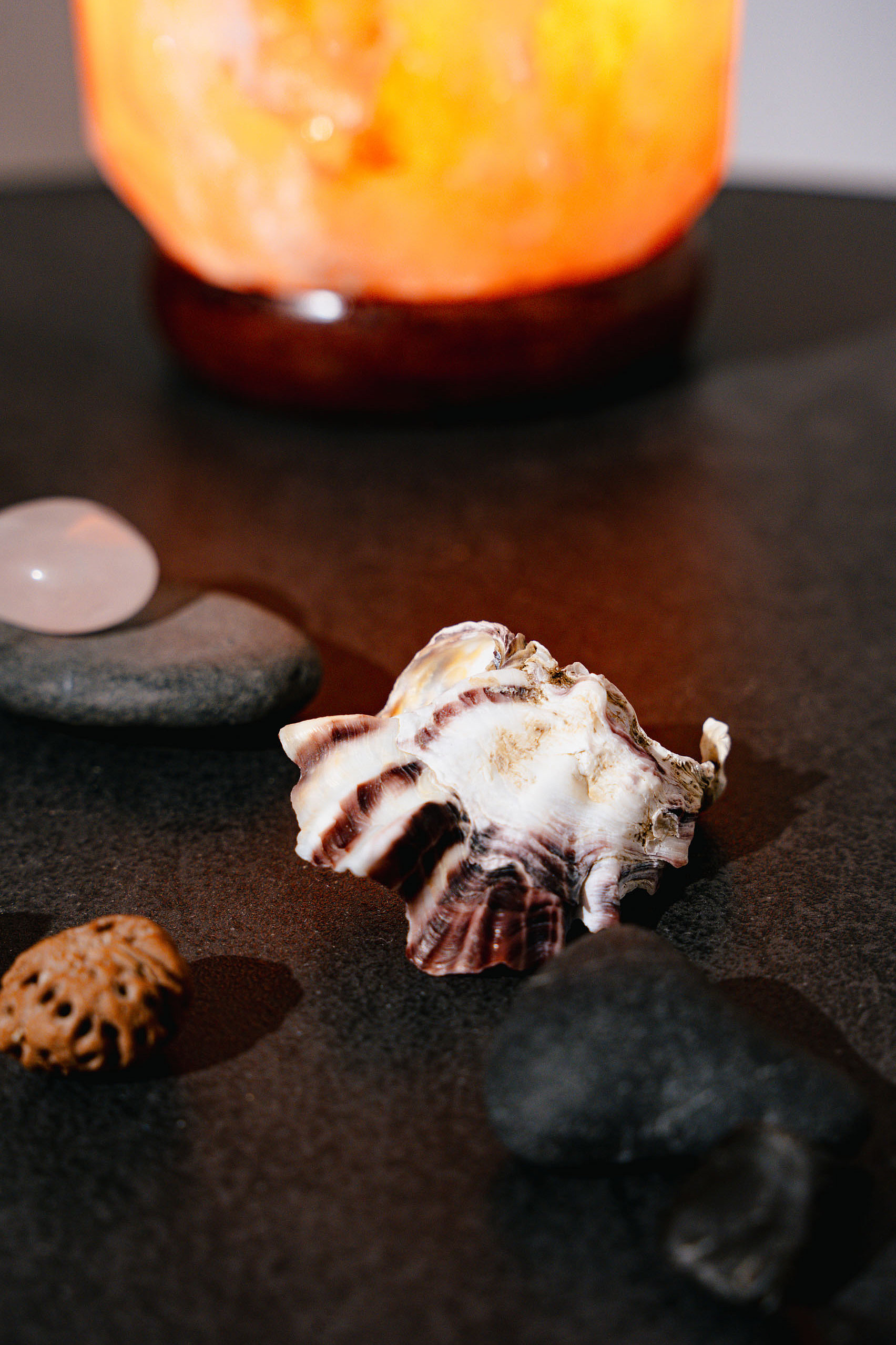 ein Schneckenhaus und verschiedene Steine auf einem Tisch