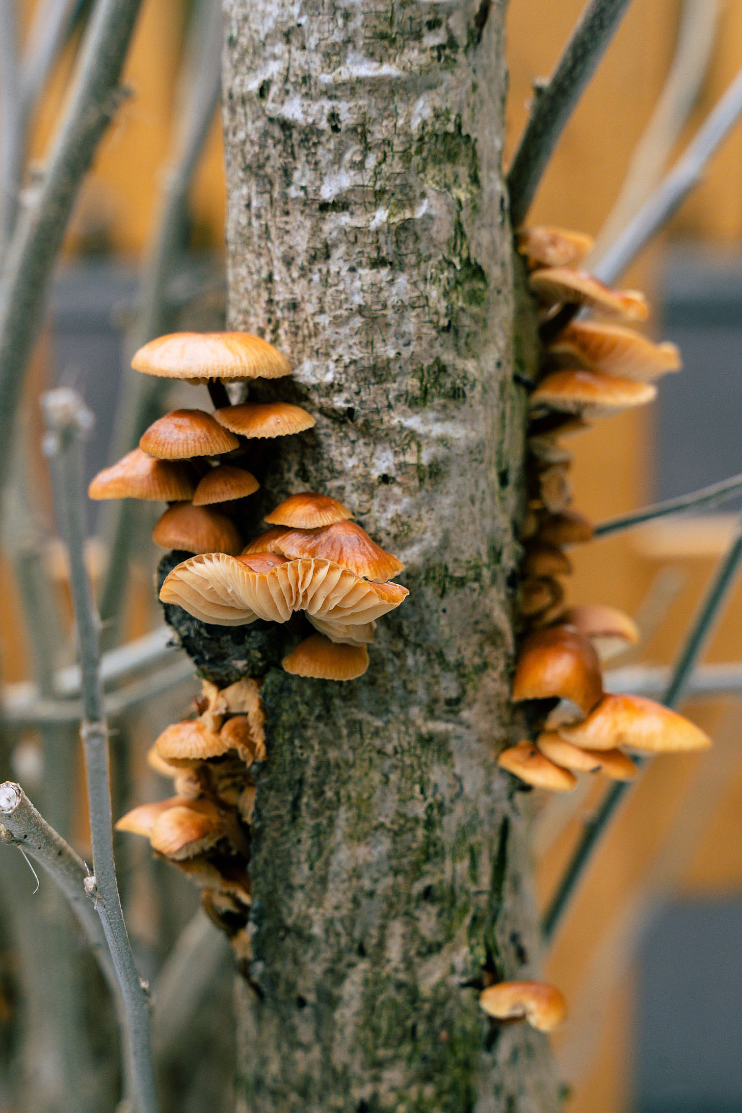 Mehrere kleine orangebraune Pilze wachsen in dichten Büscheln an einem grauen Baumstamm; im unscharfen Hintergrund sind weitere Äste und warme Farbtöne zu sehen.