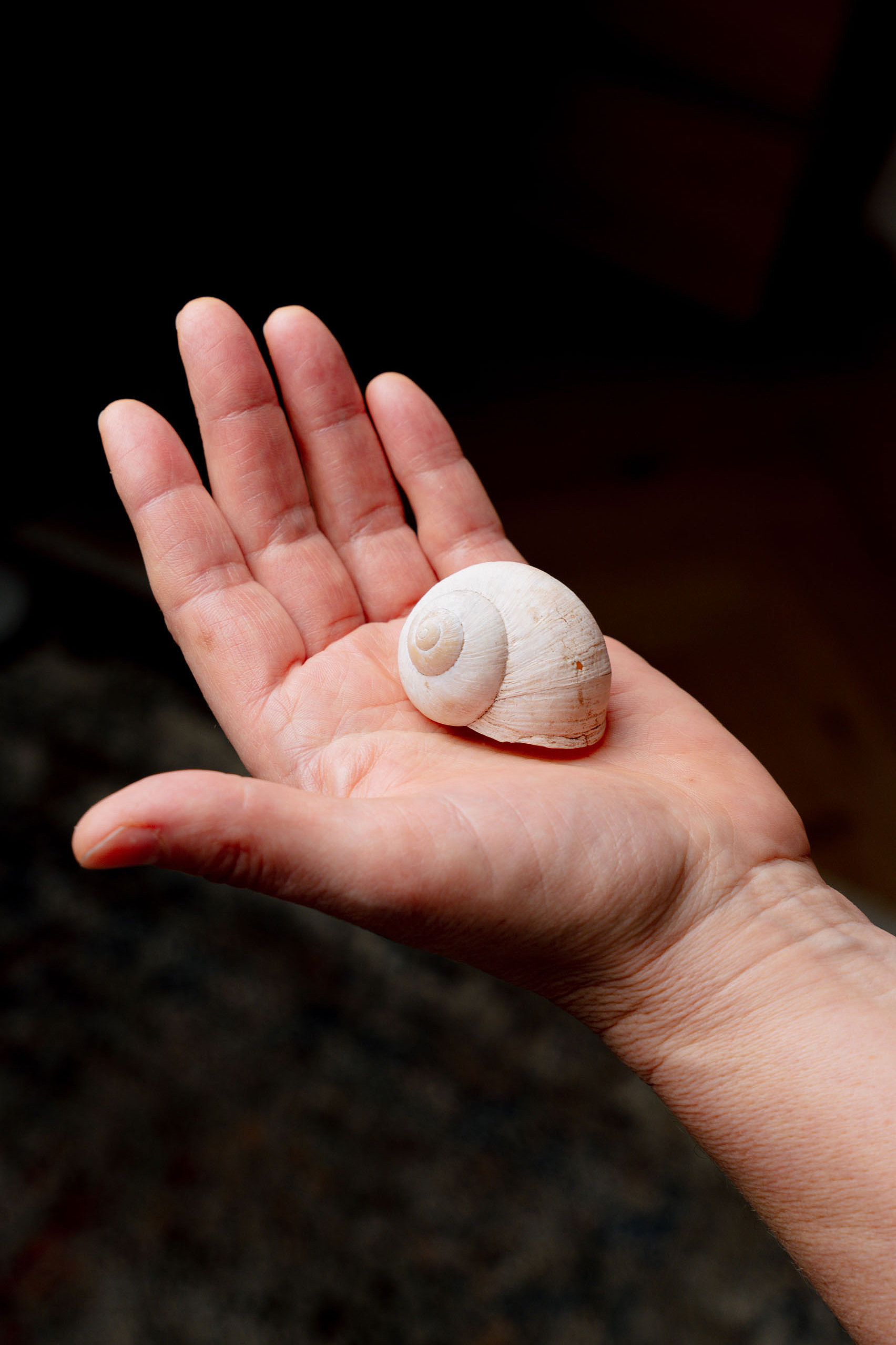 Dr. Johanna Sohm hat ein Schneckenhaus in der Hand.