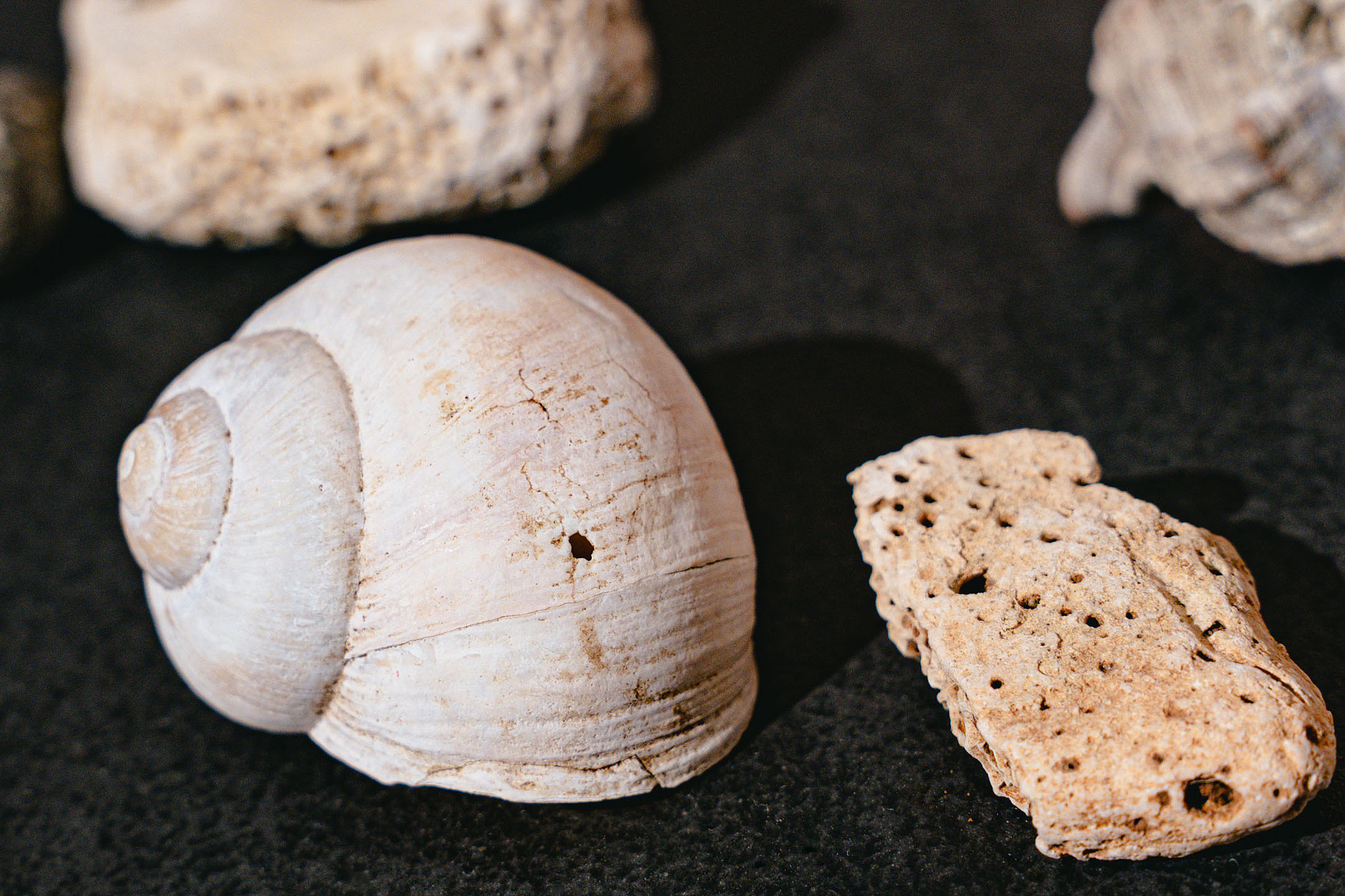 ein Schneckenhaus und verschiedene Steine auf schwarzem Hintergrund.