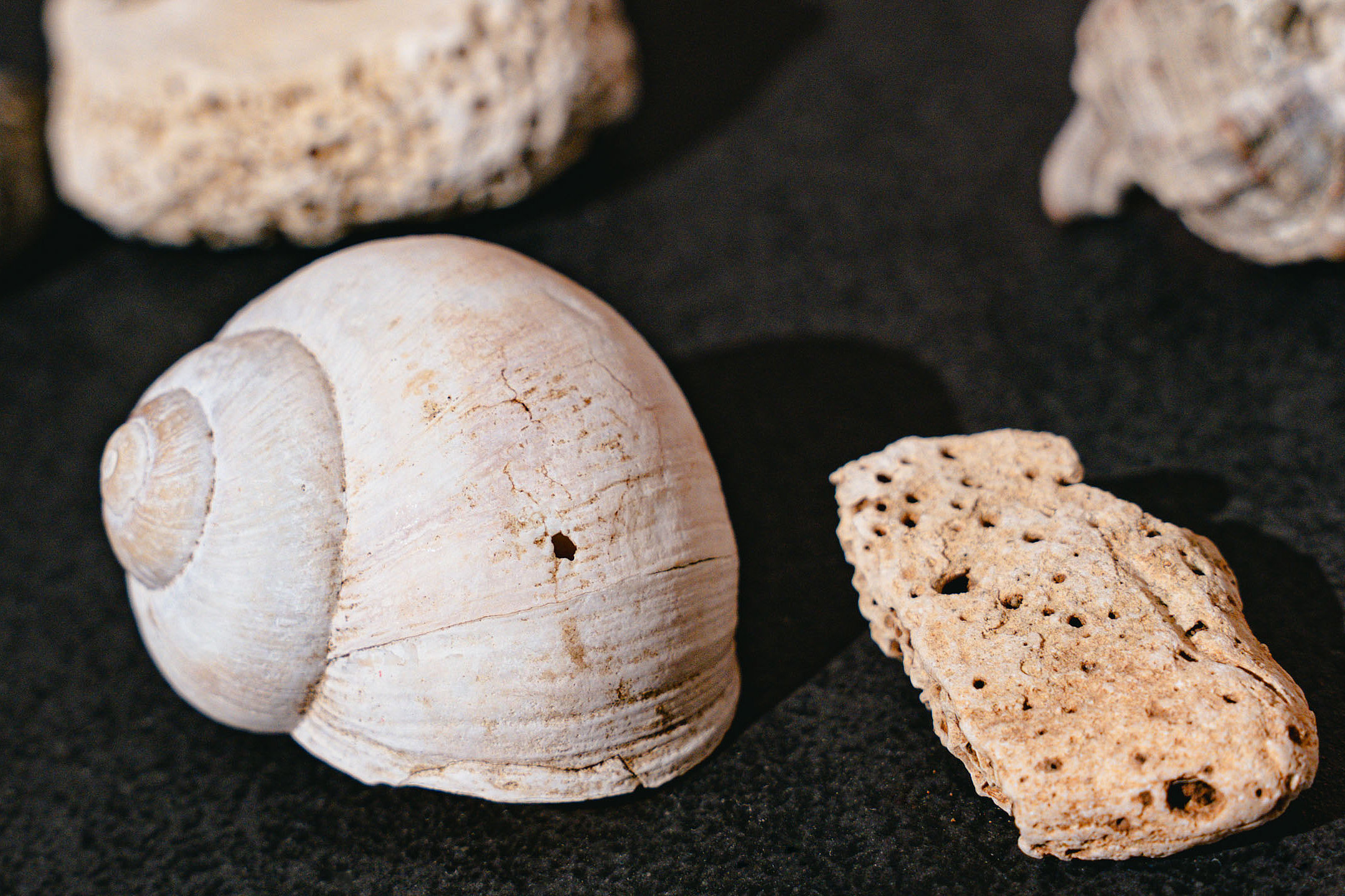 ein Schneckenhaus und verschiedene Steine auf schwarzem Hintergrund.