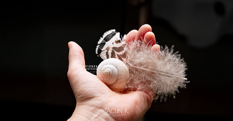 Dr. Johanna Sohm hat zwei Federn und ein Schneckenhaus in der Hand.