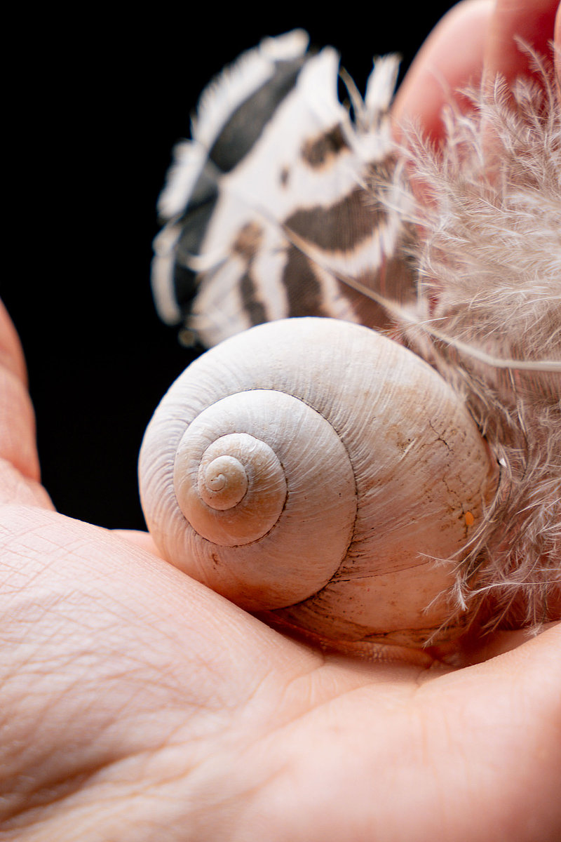 Dr. Johanna Sohm hat zwei Federn und ein Schneckenhaus in der Hand.