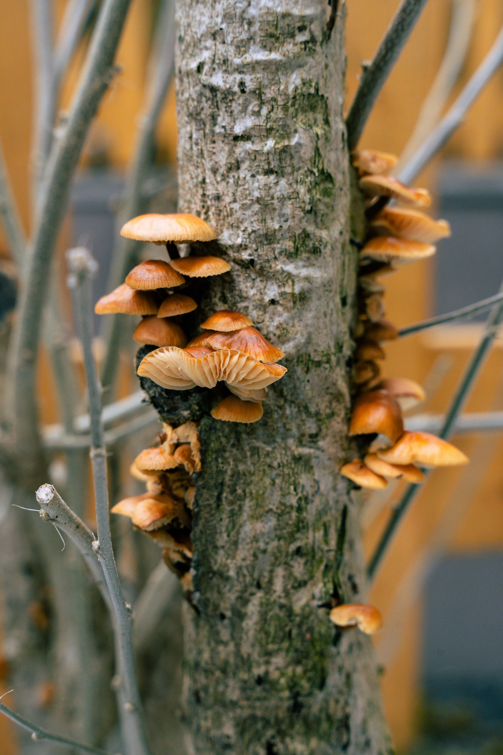 Mehrere kleine orangebraune Pilze wachsen in dichten Büscheln an einem grauen Baumstamm; im unscharfen Hintergrund sind weitere Äste und warme Farbtöne zu sehen.